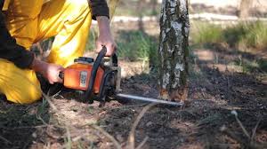 How Our Tree Care Process Works  in Dawson, GA